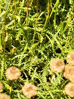 Santoline petit-cypres - Santolina chamaecyparissus (en Corse) (02) (Photo F. Mrugala)